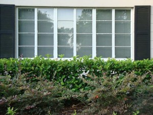 hedges1a