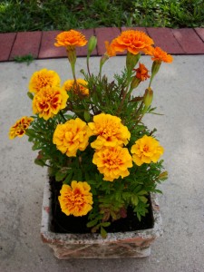 Marigolds